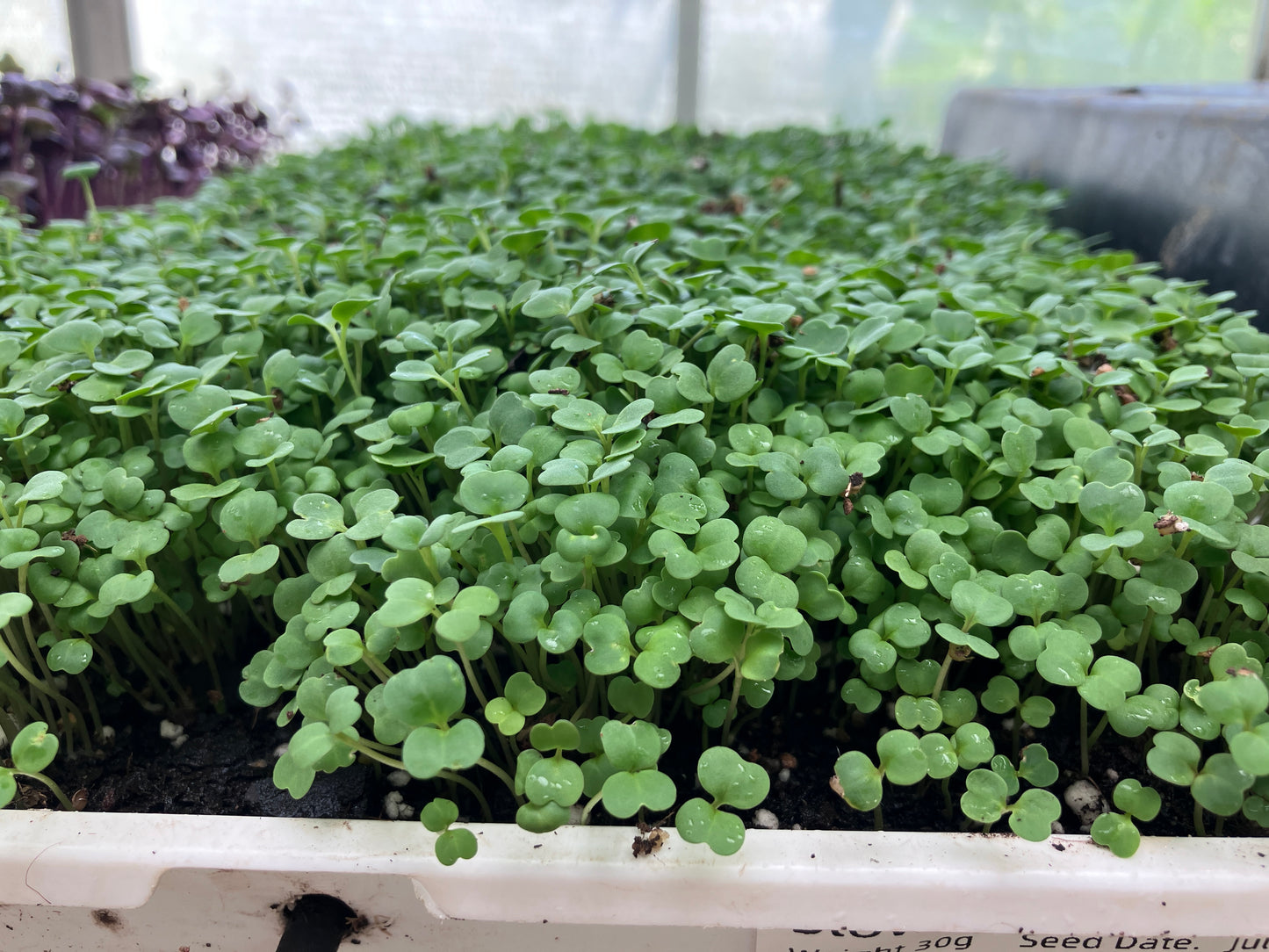 Cilantro Microgreen