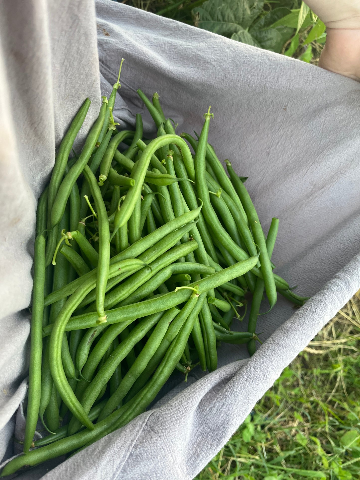 Green Beans (pt)
