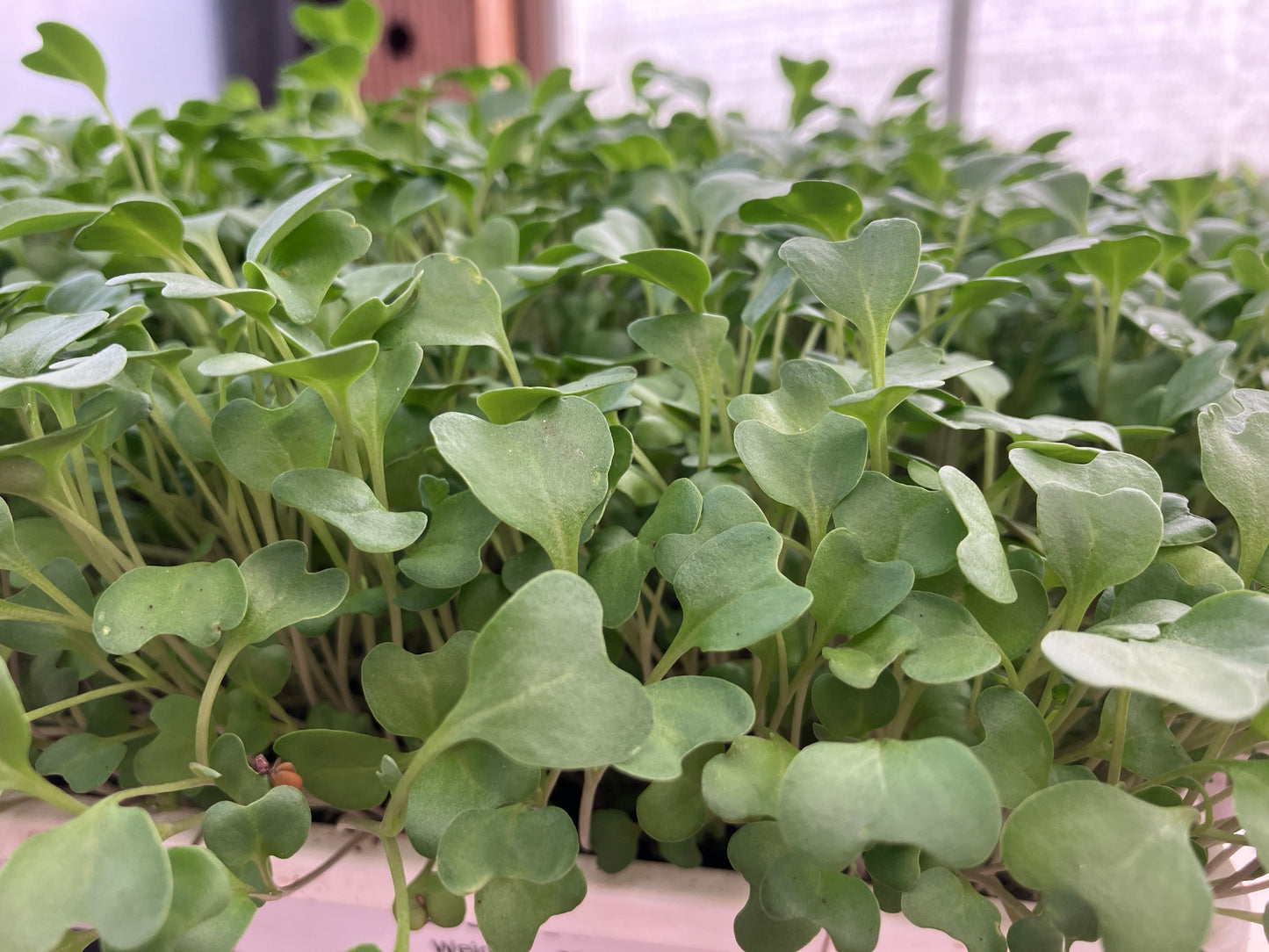 Basic Salad Mix Microgreen