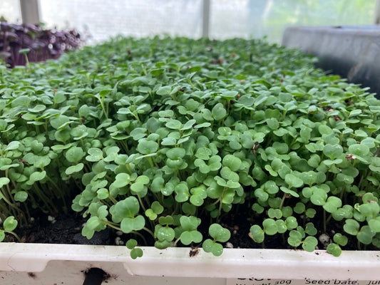 Cilantro Microgreen
