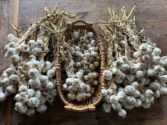 Garlic Braided
