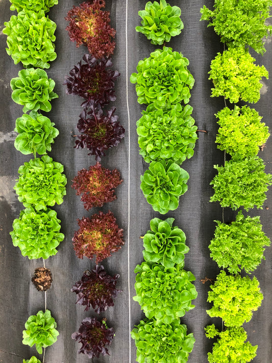 Head lettuce (Eden’s Memory)