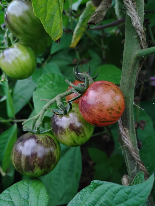 Black Strawberry Tomatoes