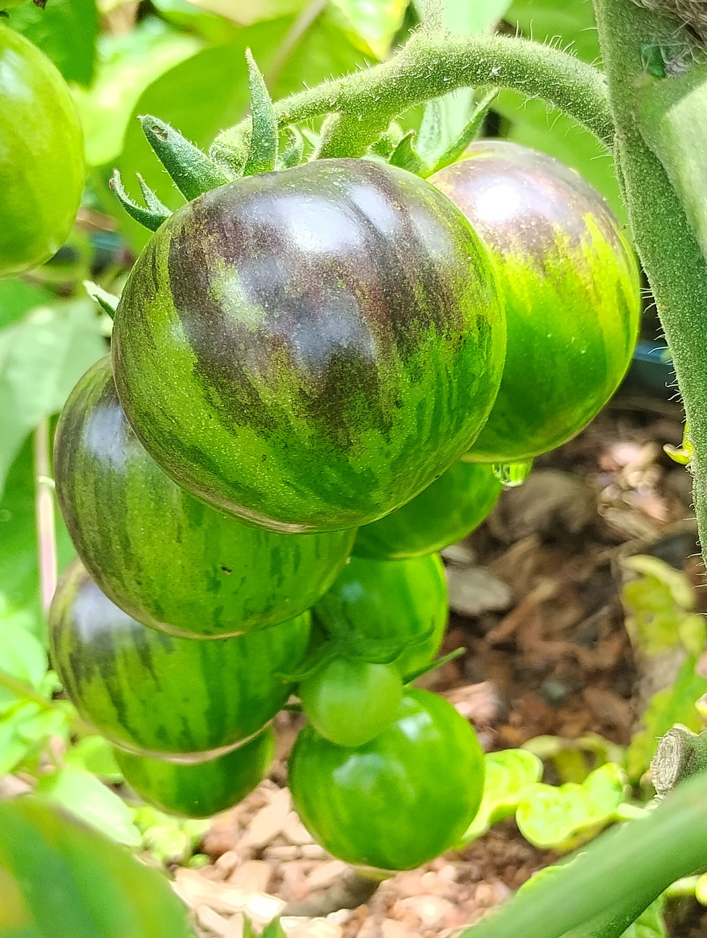 Black Strawberry Tomatoes