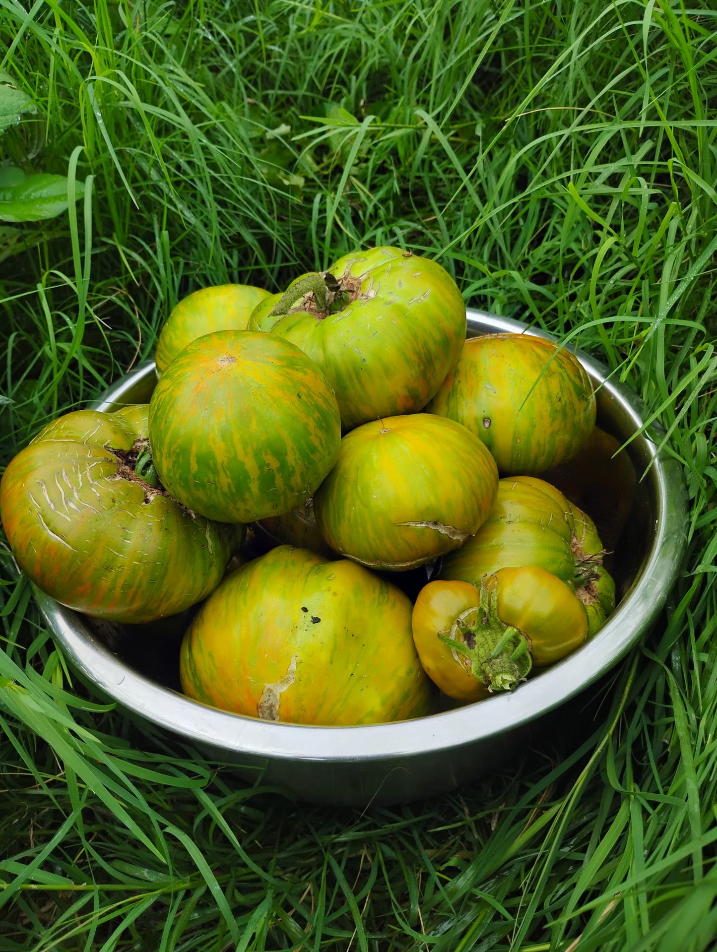 Tomatoes, Green Zebra