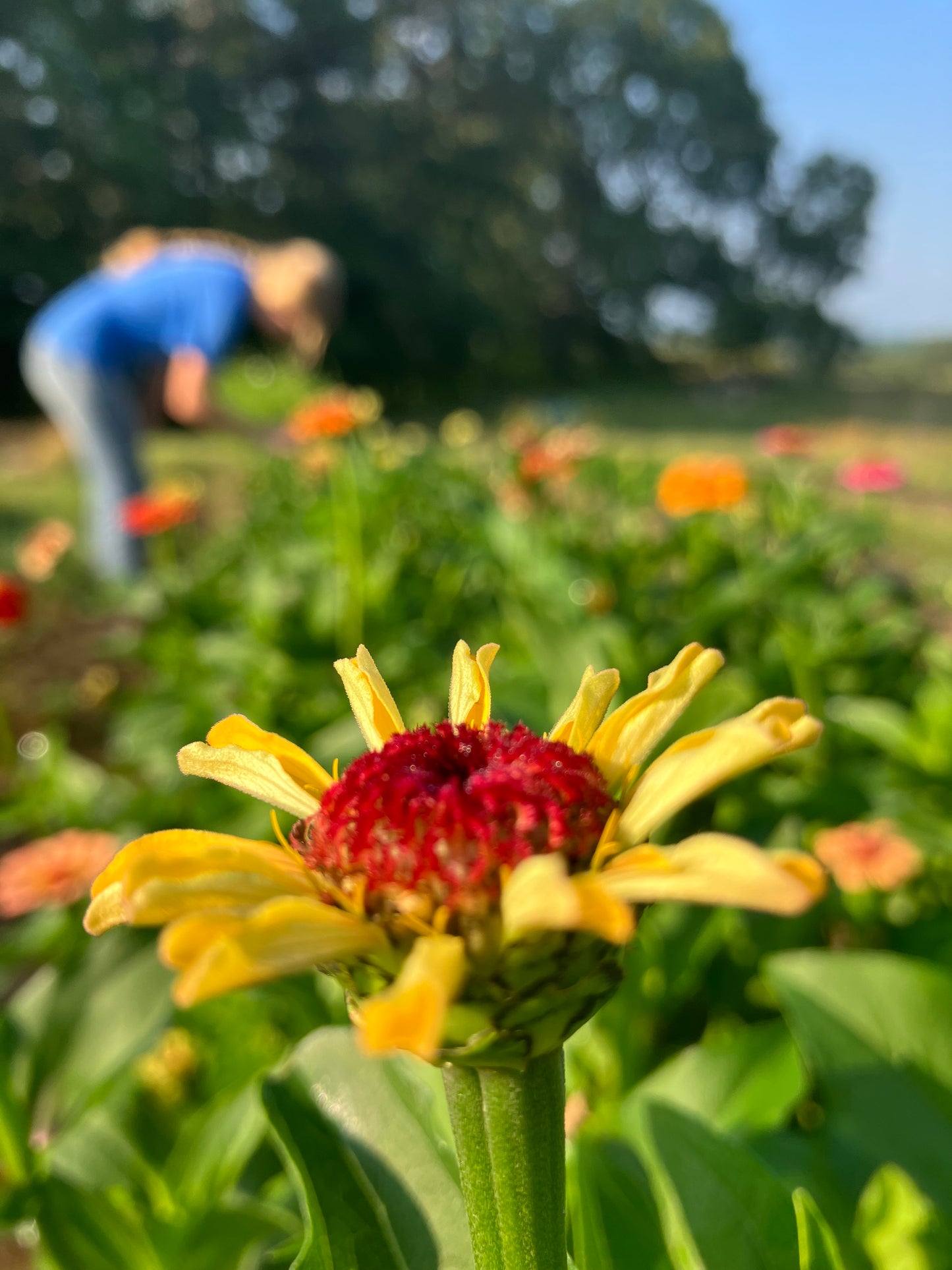 Fresh Cut Mixed Flowers
