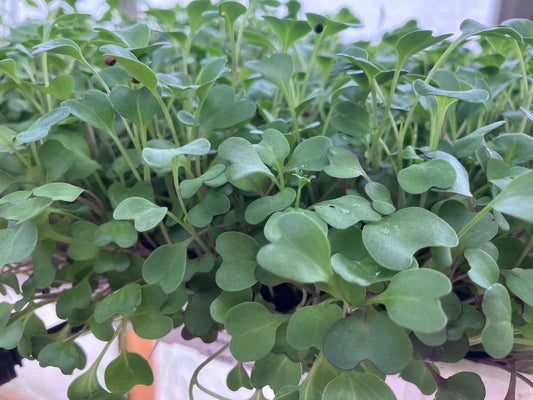 Broccoli Microgreen 1.5oz