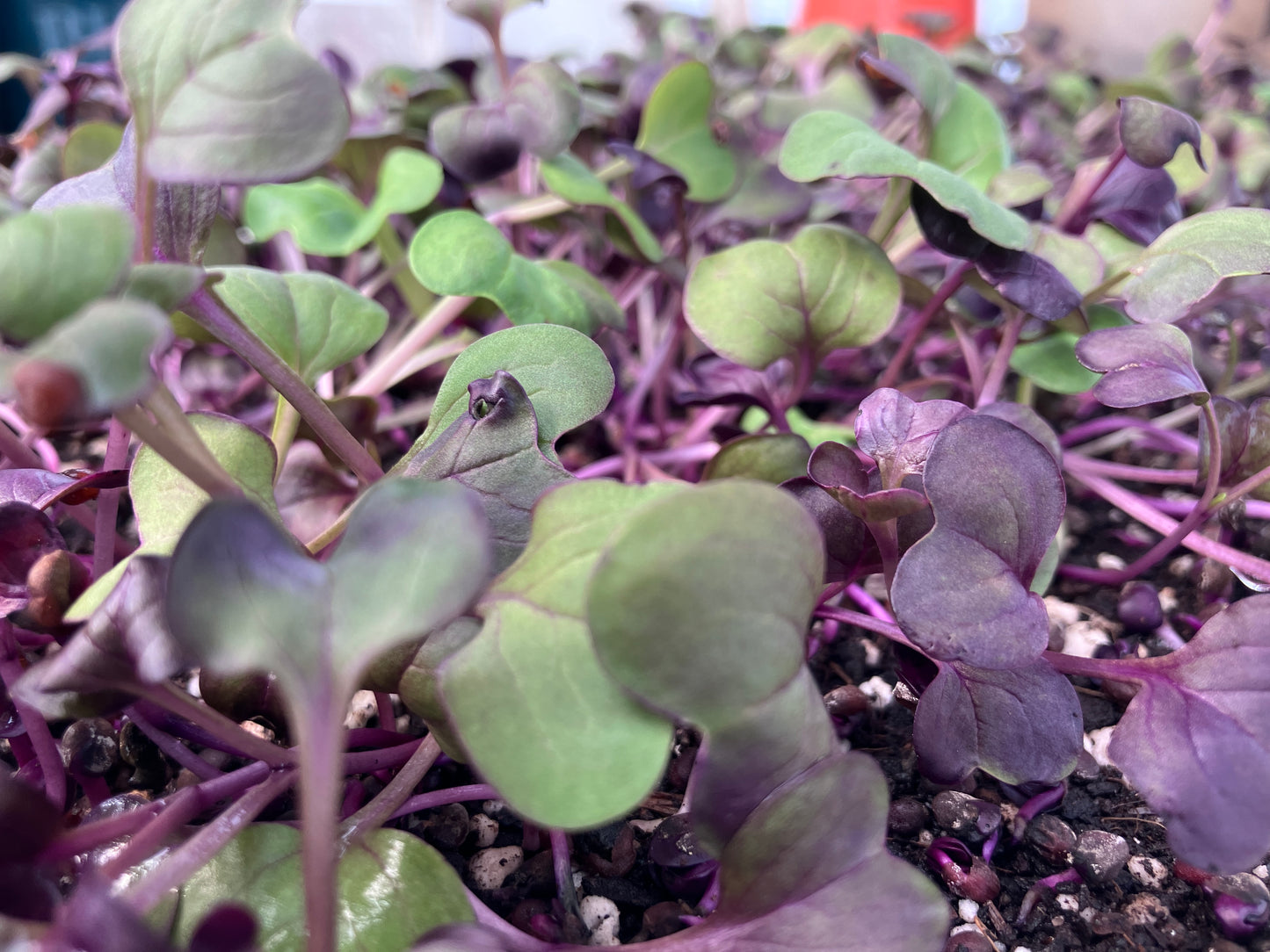 Rambo Purple Radish Microgreen 1.5oz