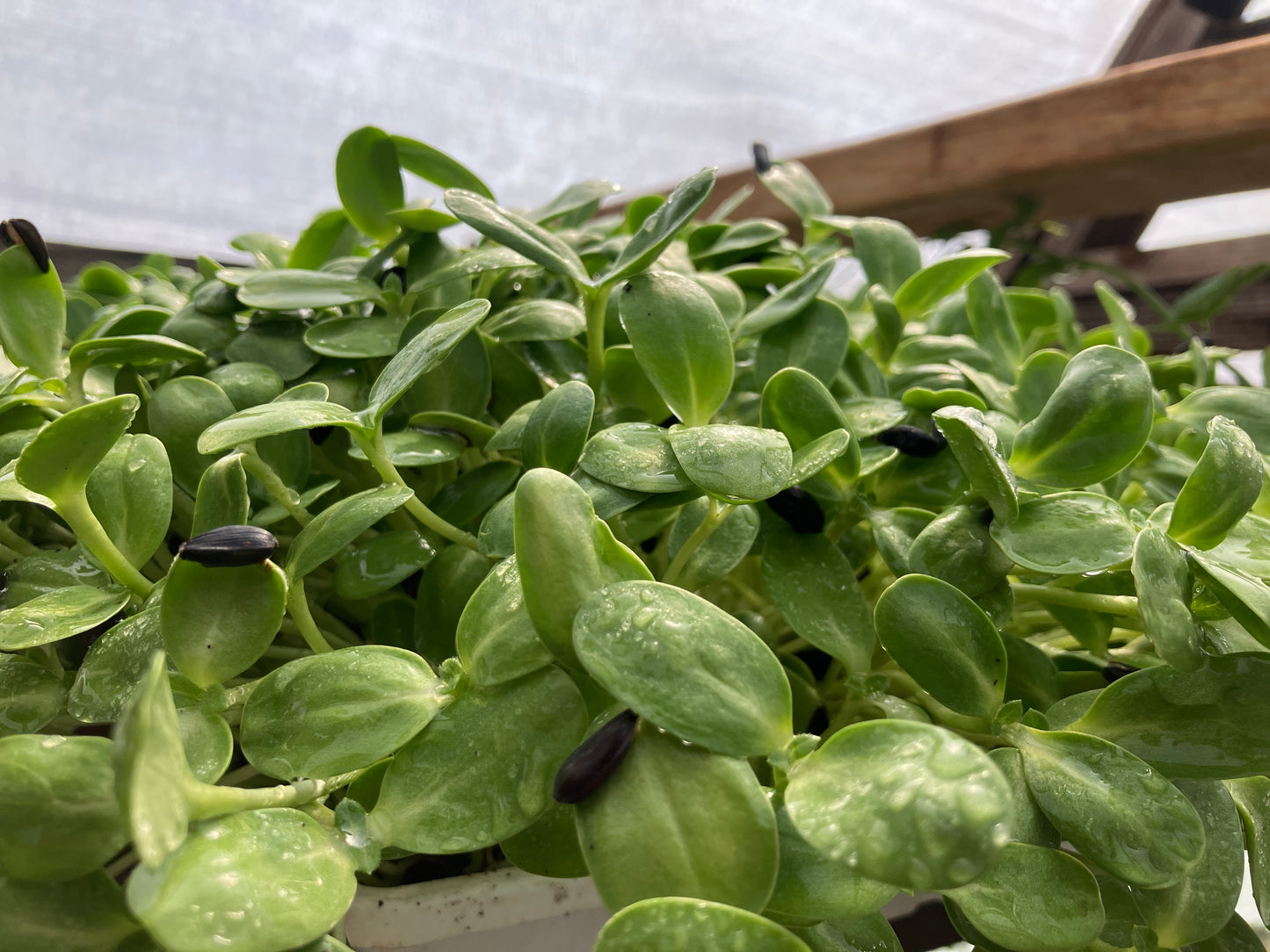 Sunflower Microgreen 3oz