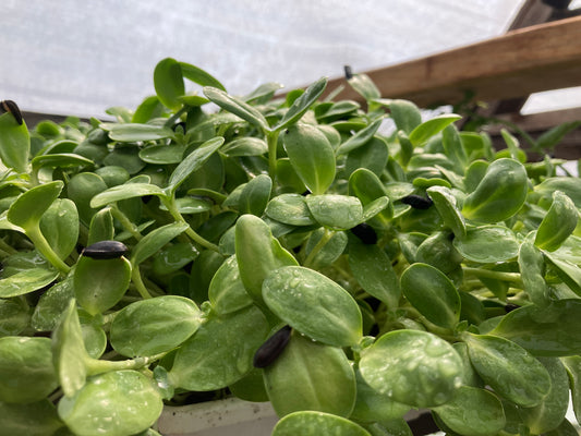 Sunflower Microgreen 3oz