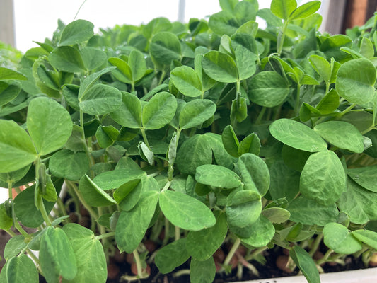 Speckled Pea Microgreen