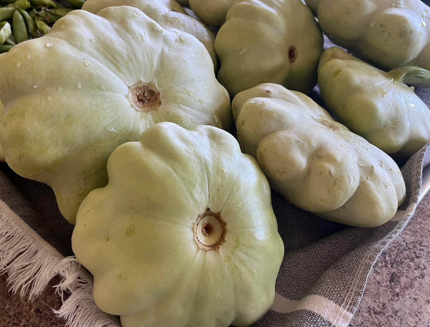 Scallop Summer Squash