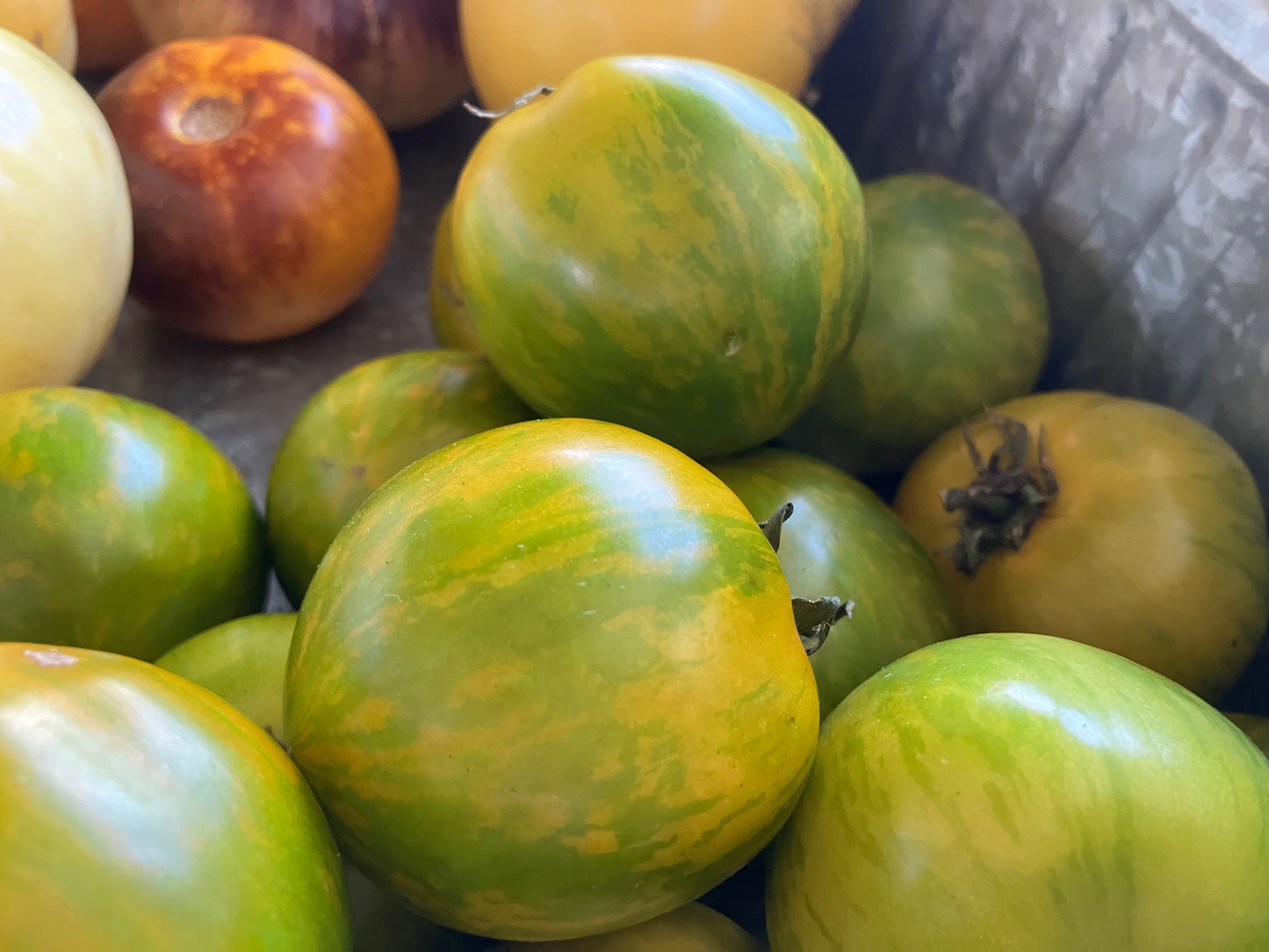 Tomatoes, Green Zebra