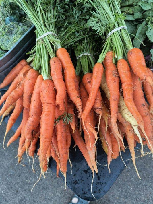 Carrots (Eden’s Memory)