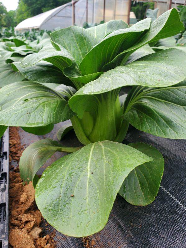 Bok Choy (Eden’s Memory)