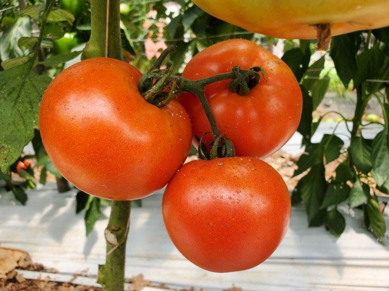 Slicer Tomatoes (Eden's Memory)
