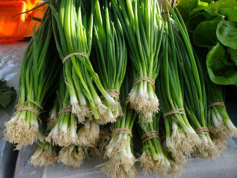 Green onions (Eden’s Memory)